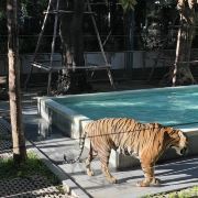 普吉島普吉島老虎王國游玩-普吉島老虎王國門票多少錢/價格表-團購票價預定優(yōu)惠-景點地址在哪里/圖片介紹/參觀預約/旅游游覽順序及注意事項/營業(yè)時間-】